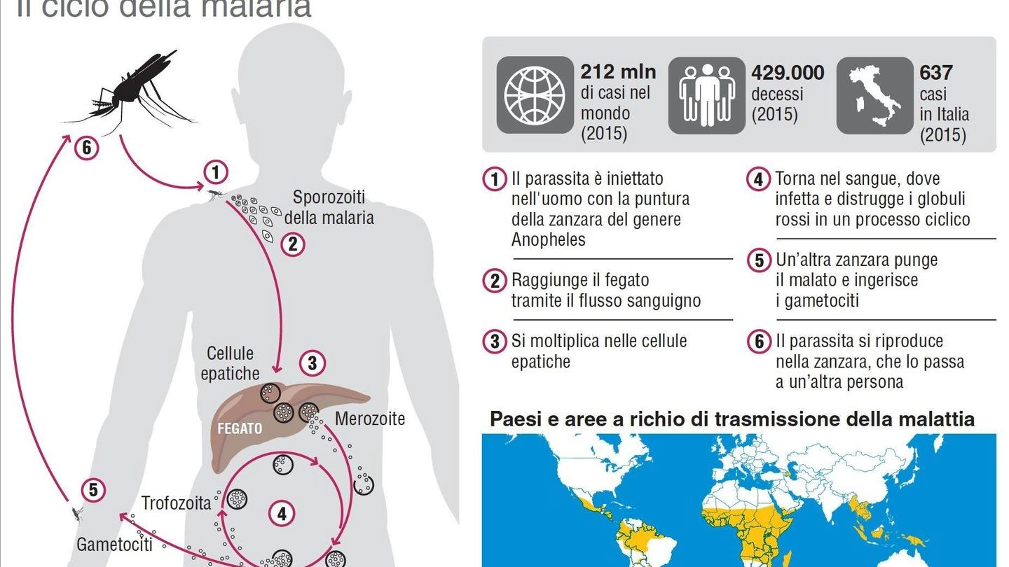 Malaria (infografica Ansa)