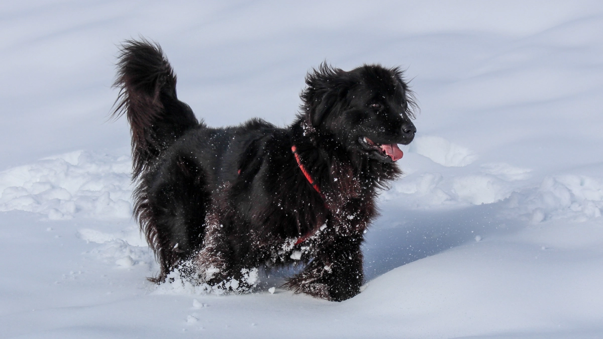 Cane nella neve in una foto L.Gallitto