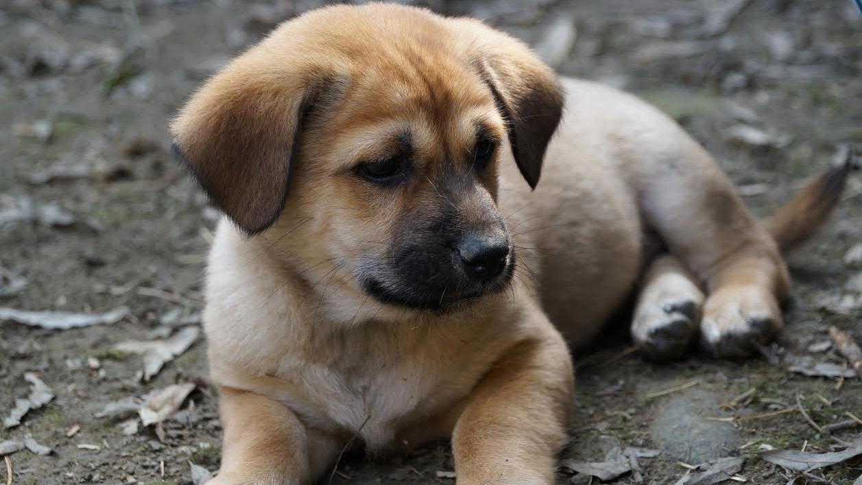 Uno dei cuccioli sepolti vivi in Cina