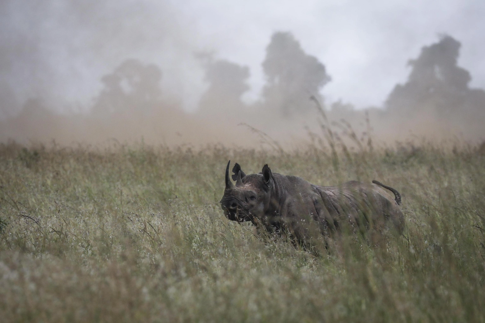 La popolazione di rinoceronti neri ha subito un declino drammatico nel 20o secolo (Ansa)