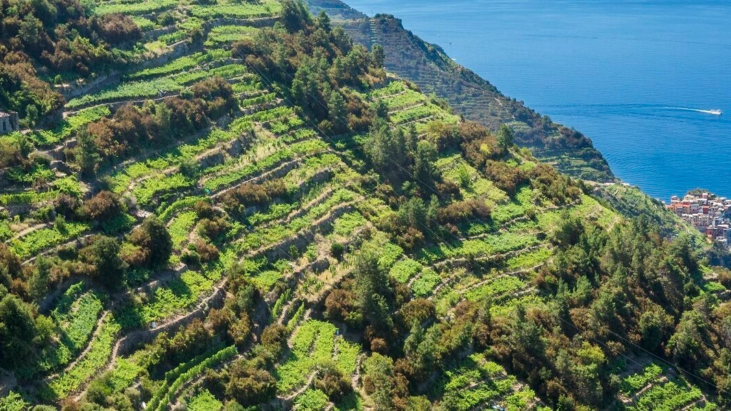 Overview of terraced vineyards in Cinque Terre