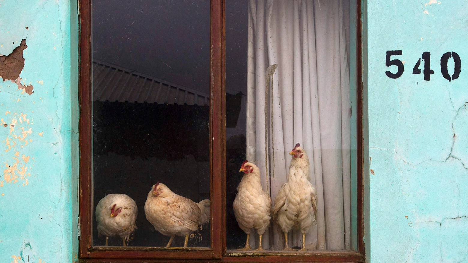 Gruppo di galline in una foto Reuters