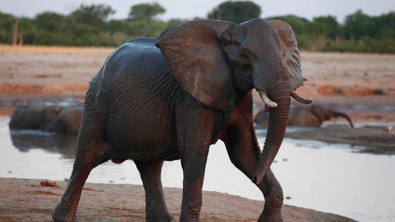 Elefante africano in una foto Reuters