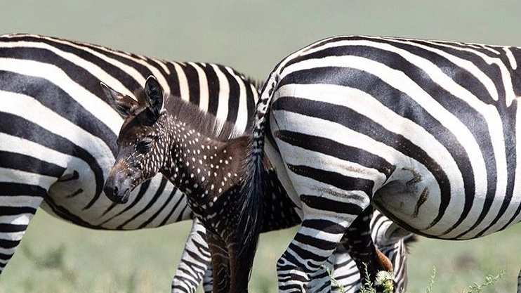 La zebra a pois (Foto Wildest Africa, Facebook)