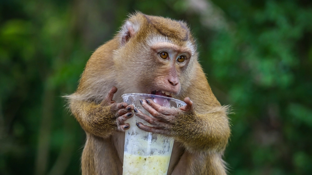 Un macaco di scimmia alle prese con un cocktail