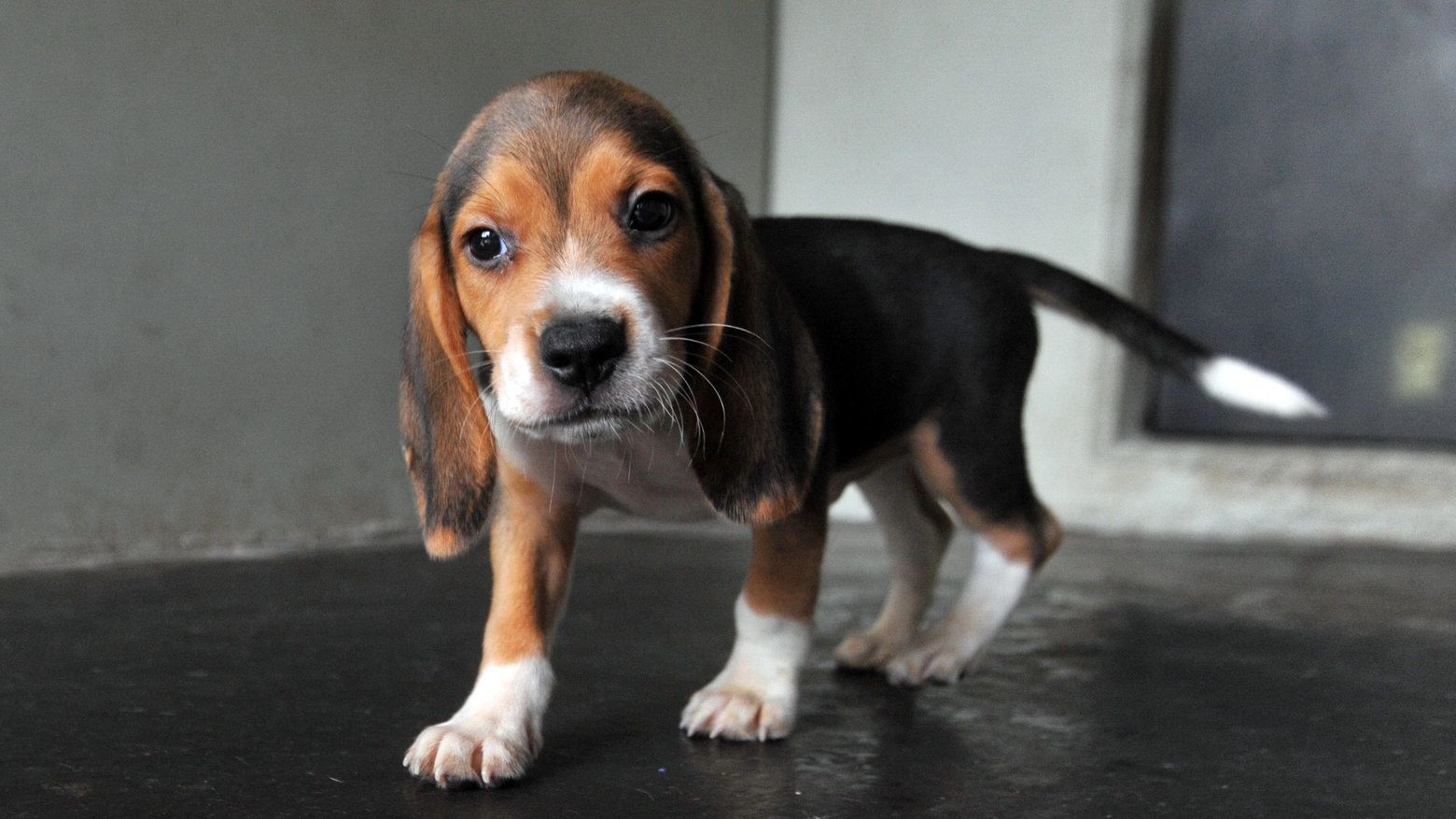Cucciolo di beagle in una foto Newpress