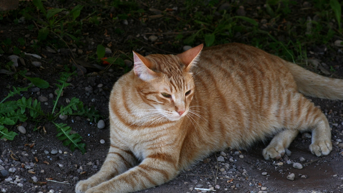 Gatto rosso in una foto L.Gallitto
