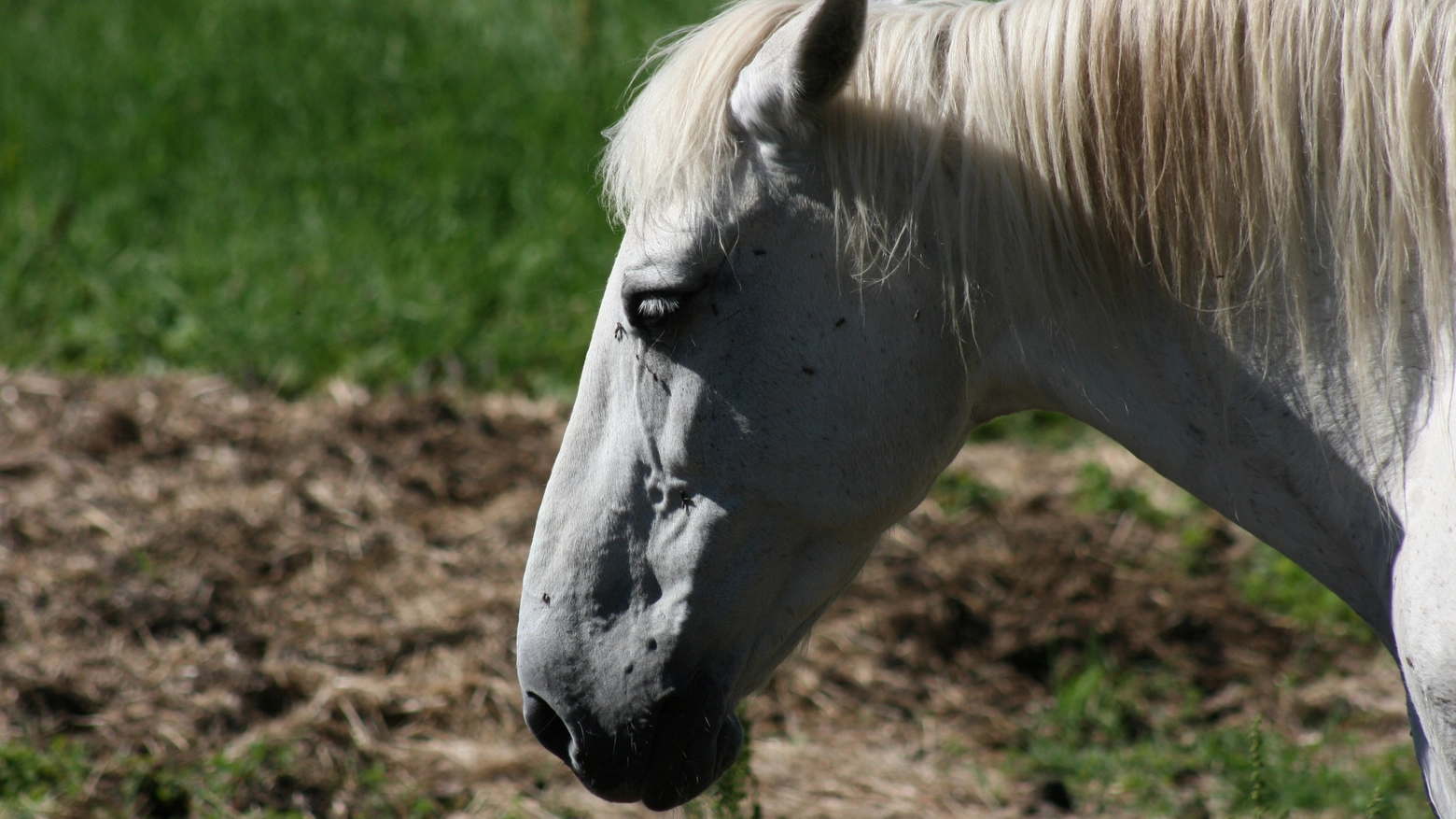Cavallo in una foto L.Gallitto