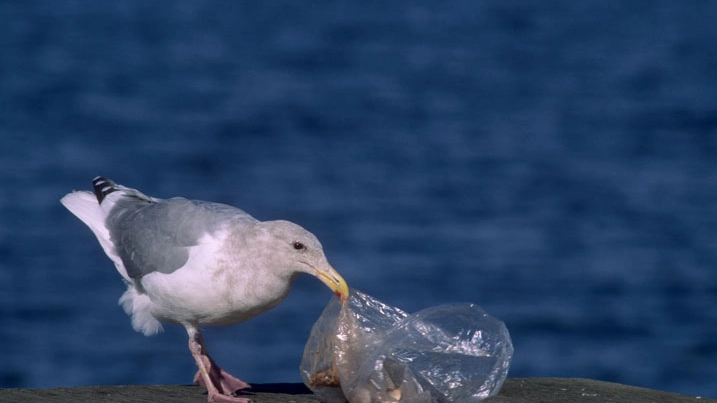A ingannare gli uccelli è l'odore della plastica (Foto: Terry Whittaker/Alamy)