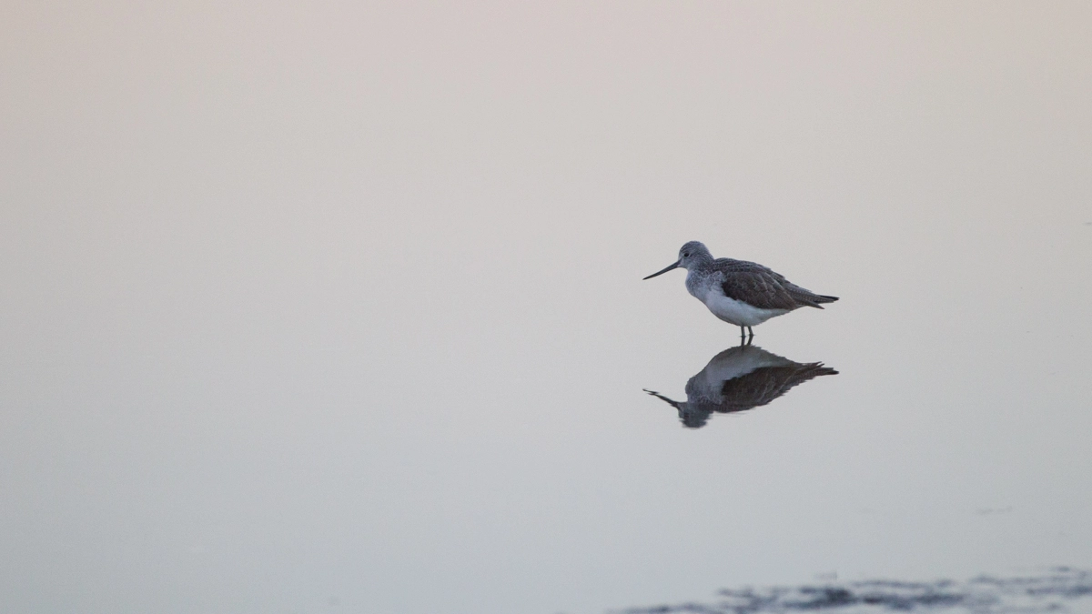 Uccello migratore (foto L.Gallitto)