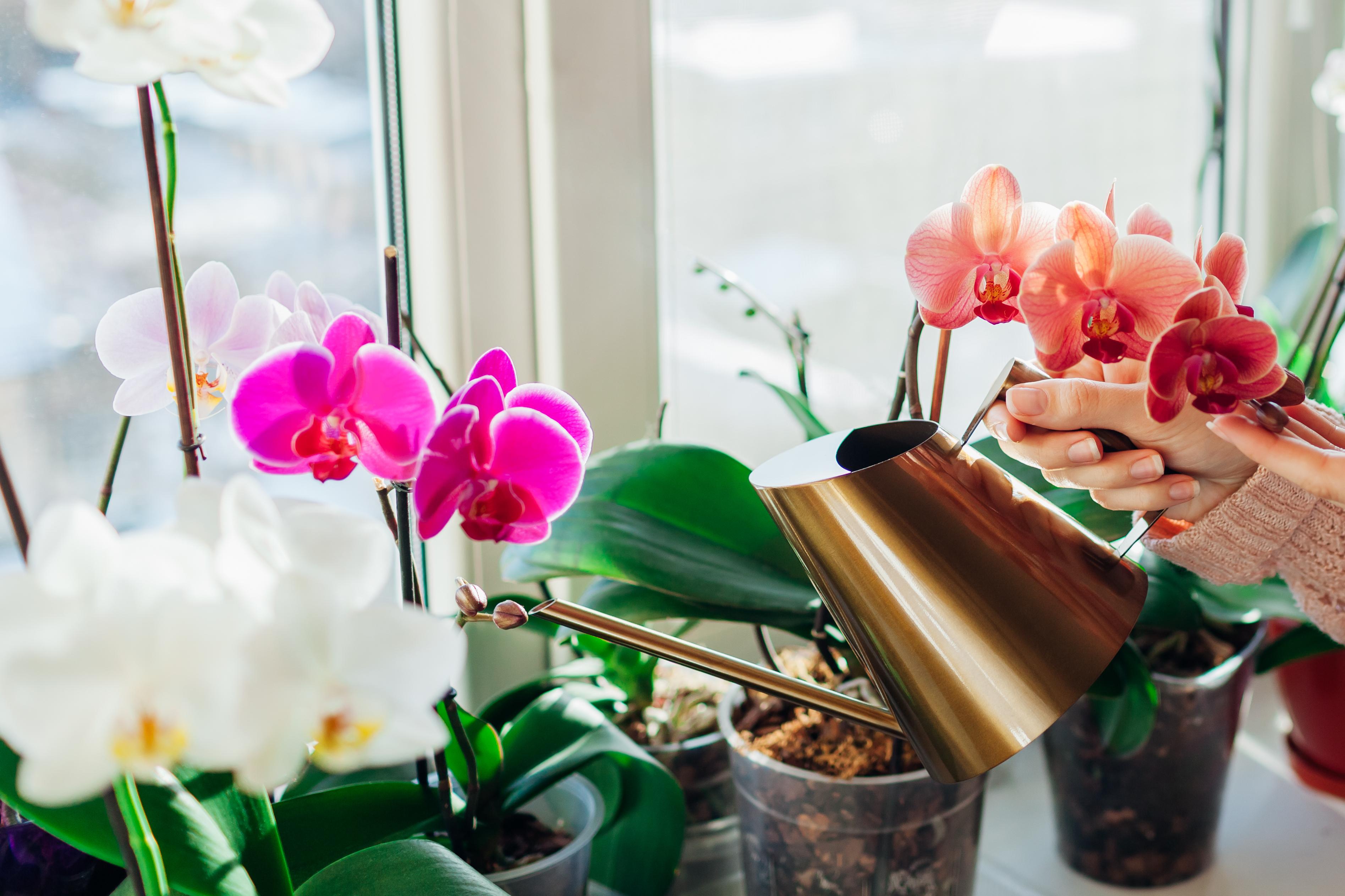 Полив орхидей в домашних условиях весной. Фаленопсис полив. Поливание орхидей. Подкормки для орхидей фаленопсис. Цветение орхидеи.