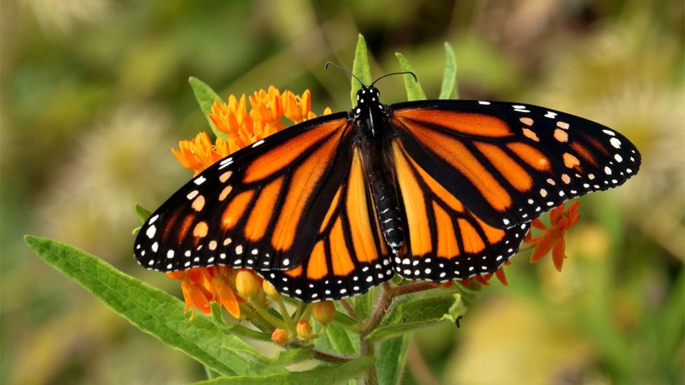 Esemplare di farfalla monarca
