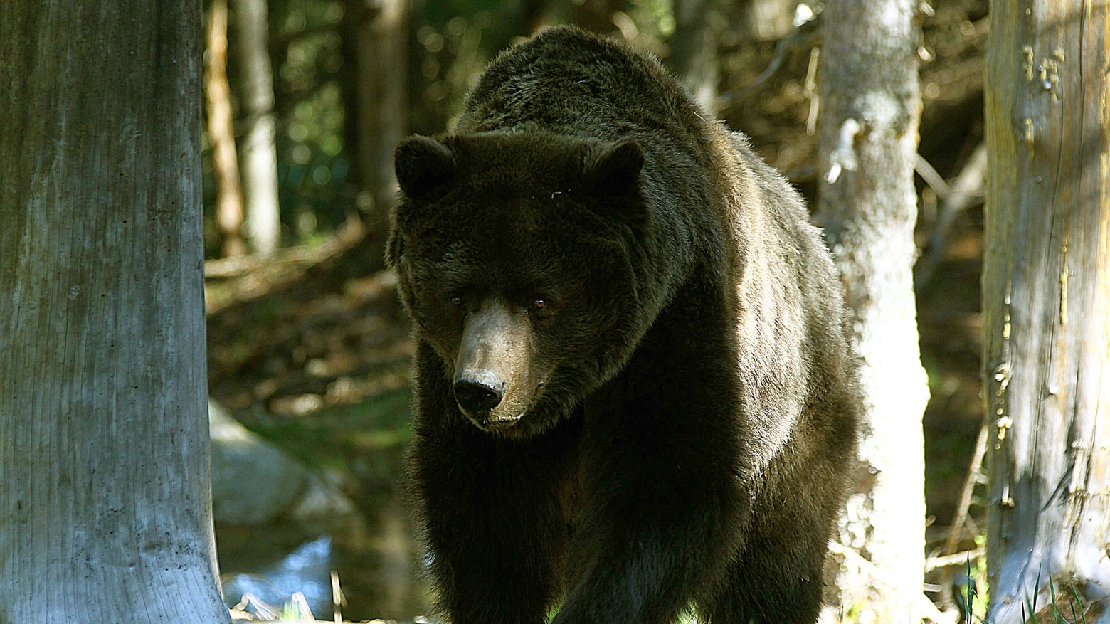 In Trentino sono presenti circa 50 orsi 