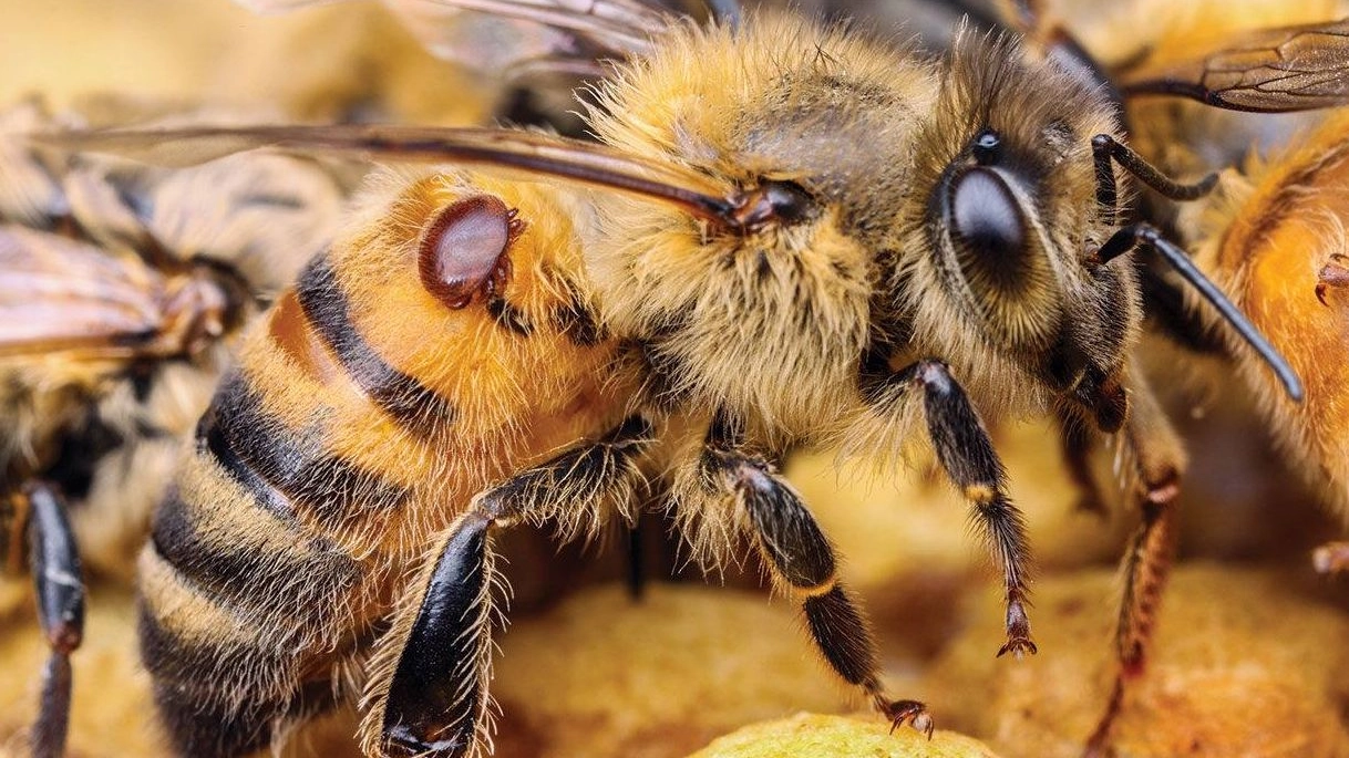 Il 'varroa destructor', parassita letale per le api