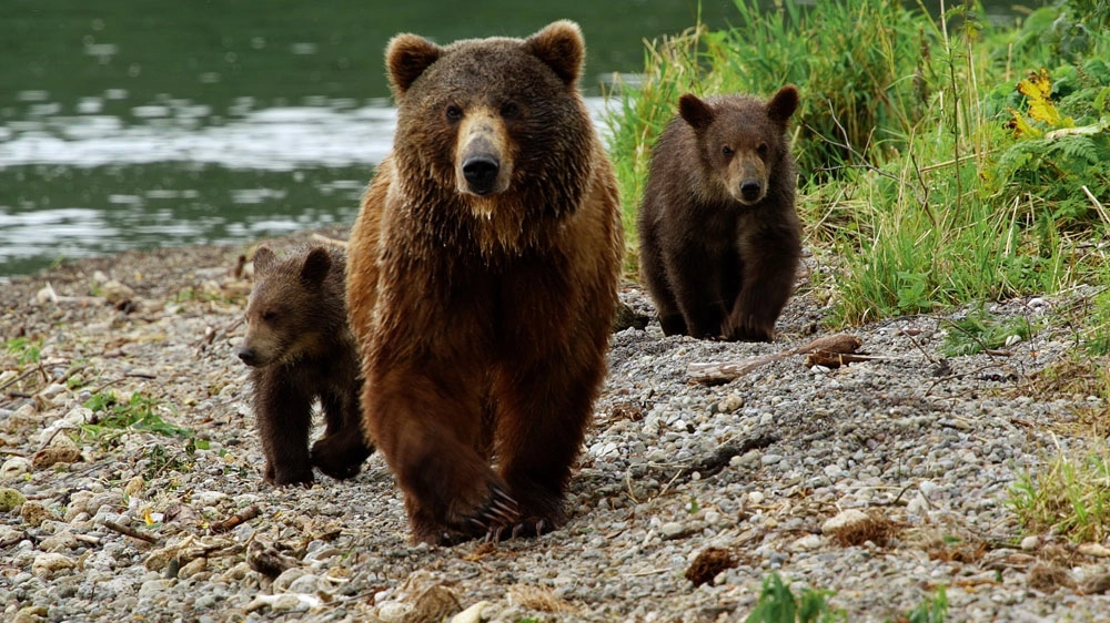 Una scena di 'Kamchatka Bears' - Foto: Lesfilm