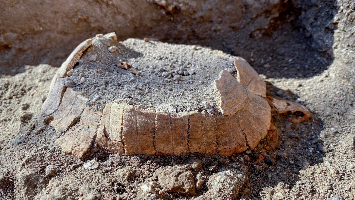 La tartaruga di terra col suo uovo mai deposto, ritrovato a Pompei (Ansa)