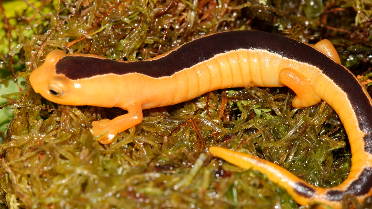 La rarissima salamandra (Foto: Carlos Vasquez Almazan)