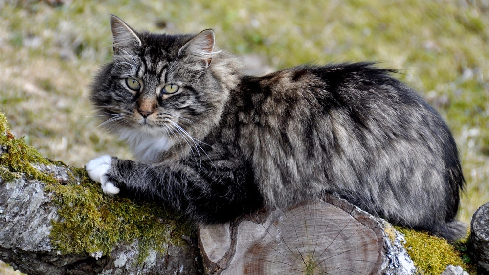 Un esemplare contemporaneo di gatto delle foreste norvegesi