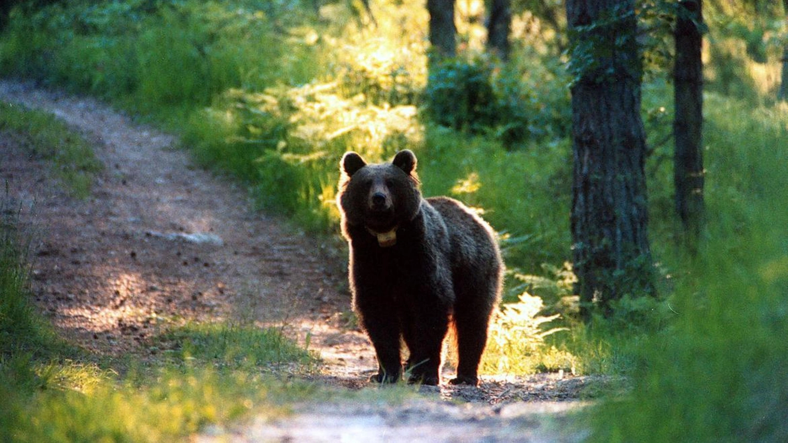 Un orso in Trentino (Ansa)