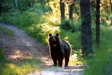 Runner ucciso da un orso in Trentino: ecco l’ordinanza per abbattere l’animale. Un riferimento al modello Tirolo?