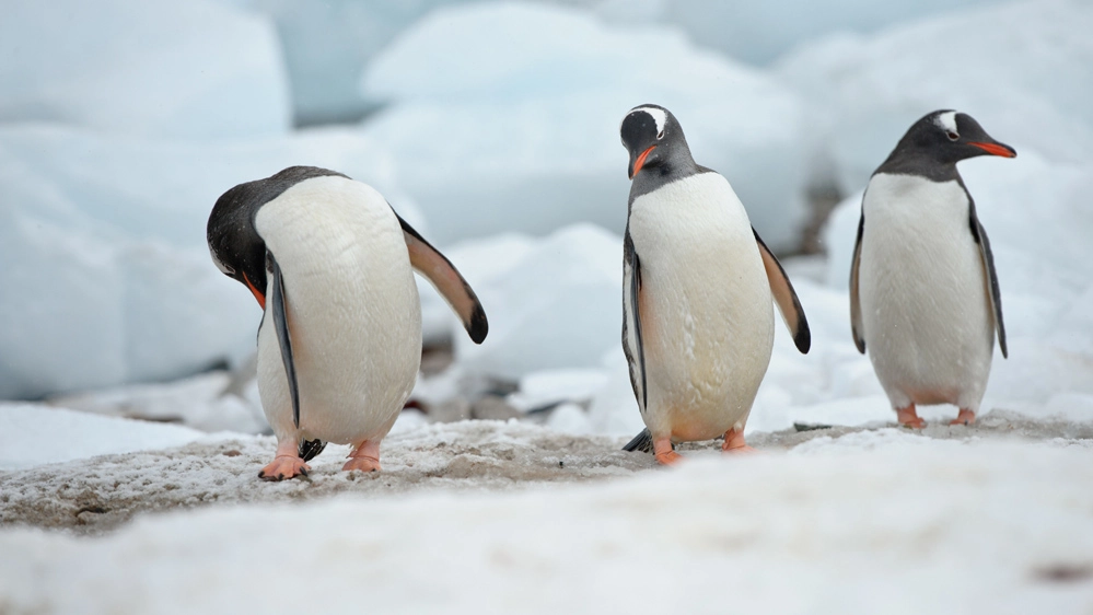 I pinguini espellono le feci sparandole lontano dal nido