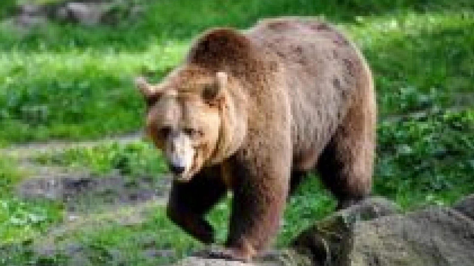 Runner ucciso da un orso  La madre: una morte annunciata  "Troppi animali fuori controllo"
