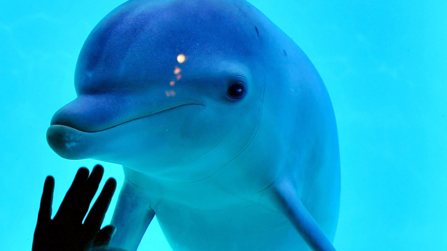 Un delfino (Ansa)