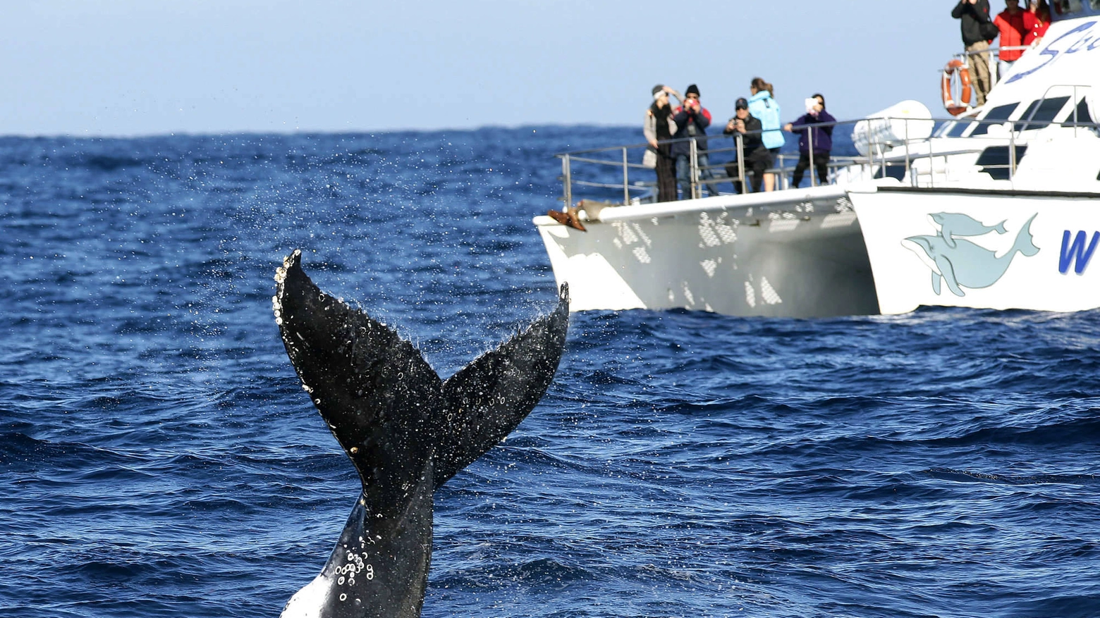 La meraviglia dell'incontro con la balena (Olycom)