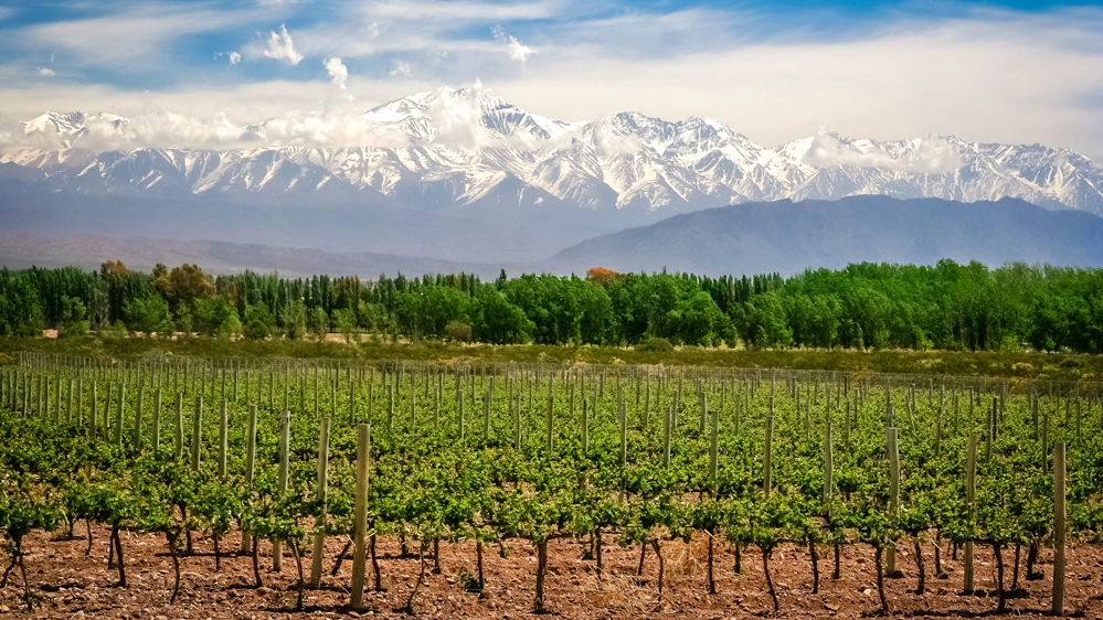 Le vigne argentine di Mendoza, con vista sulle Ande