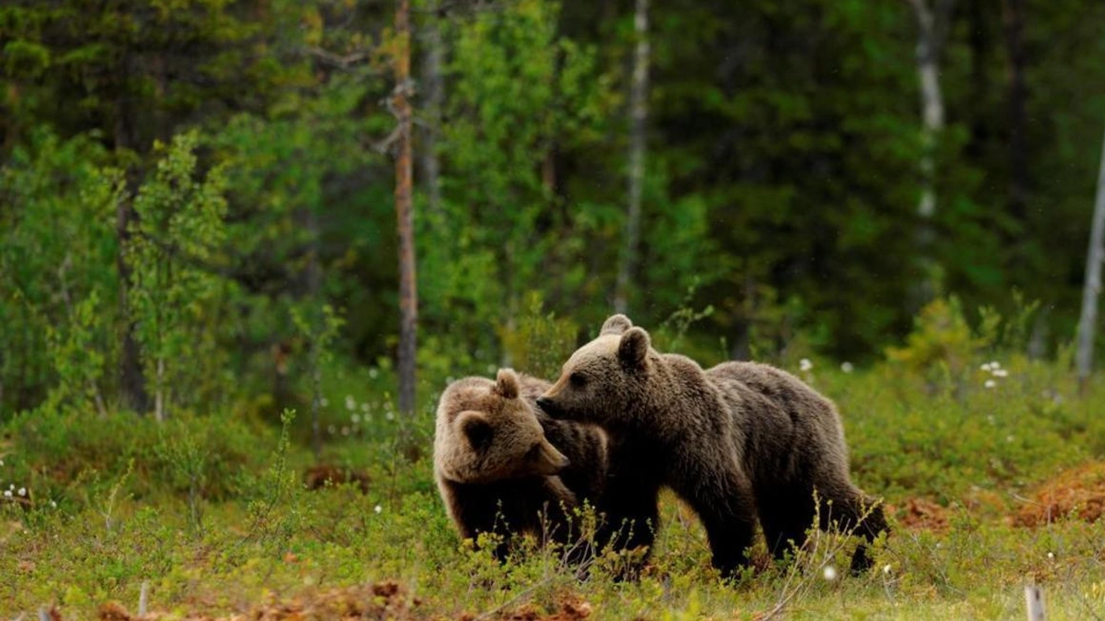 Gli orsi e il turismo in Trentino  La nazionale svizzera dà forfait  "Allenamenti troppo rischiosi"