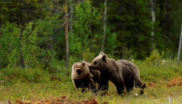 Gli orsi e il turismo in Trentino. La nazionale svizzera dà forfait: "Allenamenti troppo rischiosi"