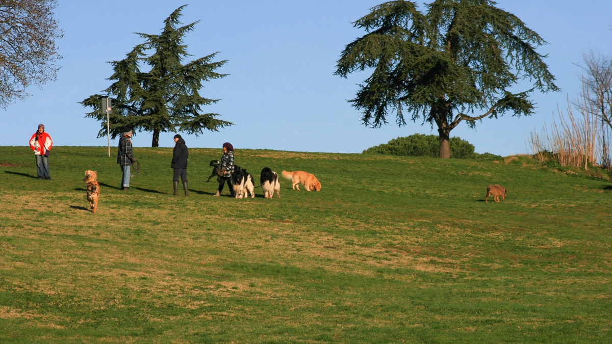 Alberi in un parco romano (Foto L.Gallitto)