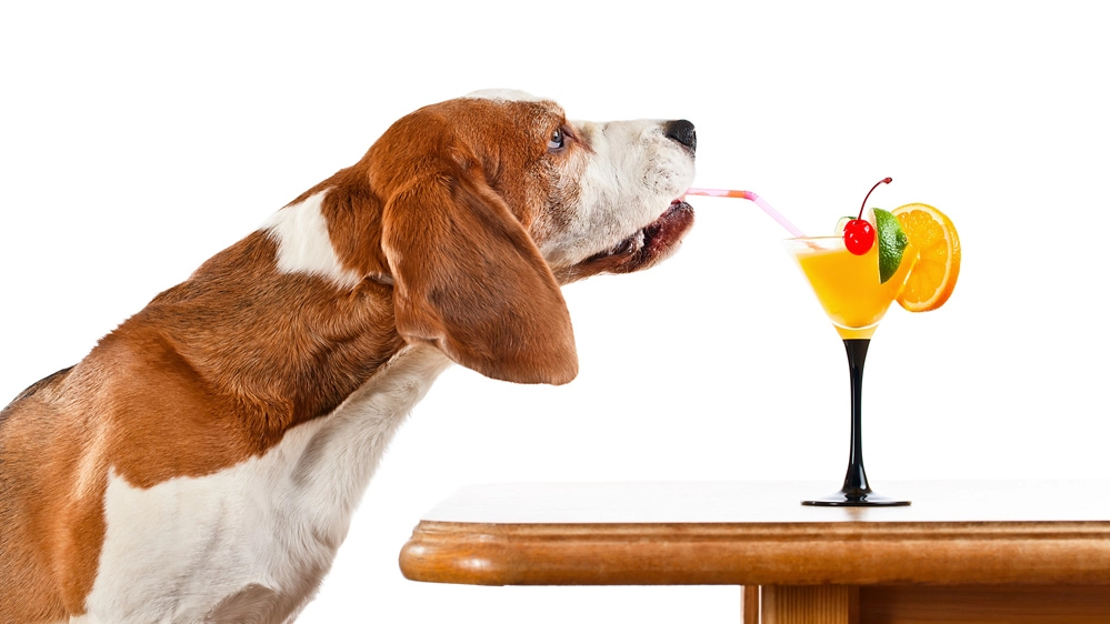 Anche i cani hanno diritto a un cocktail
