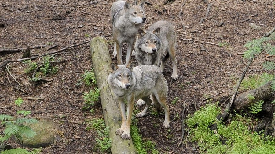 Giovani lupi in una foto AFP
