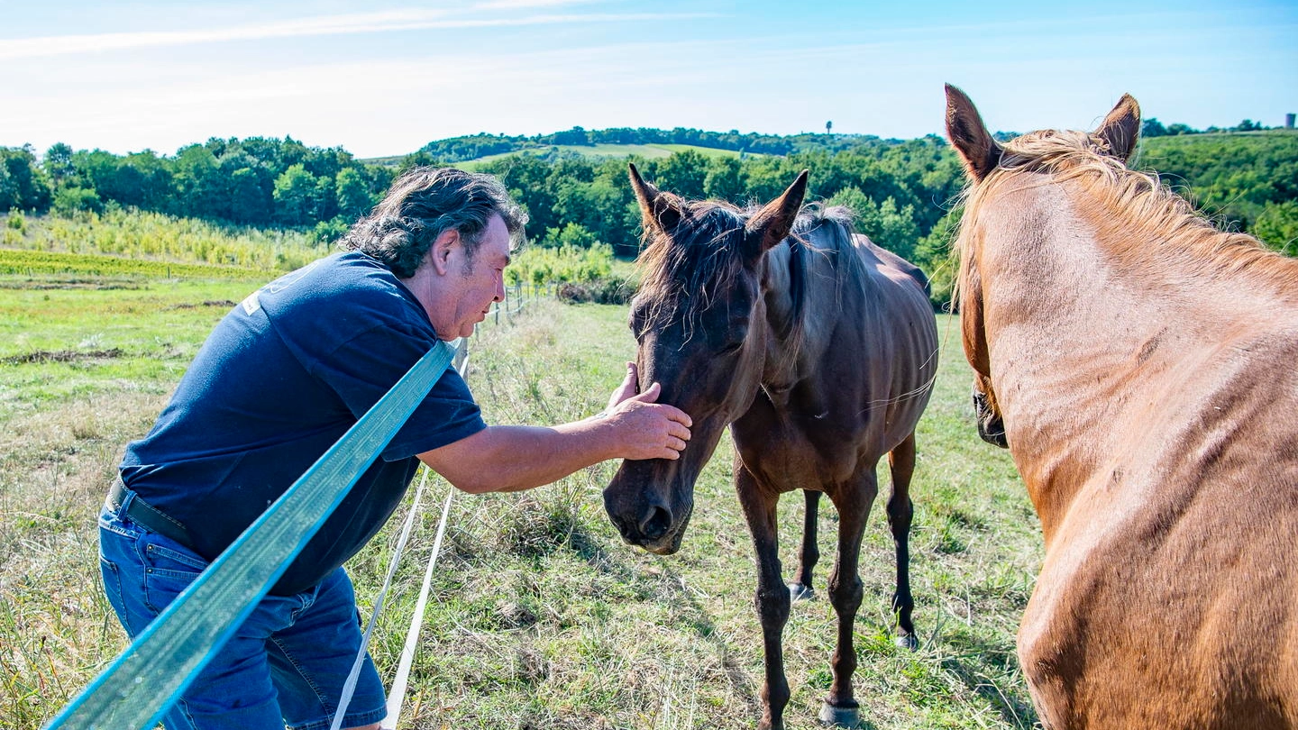 Uno dei cavalli mutilati nelle scorse settimane in Francia (Ansa)