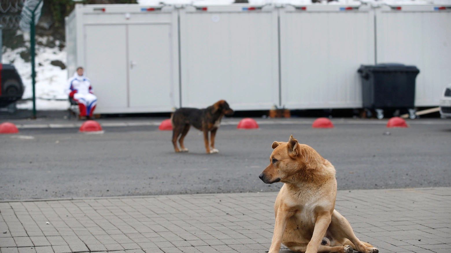 Cani randagi in una foto relativa alle Olimpiadi