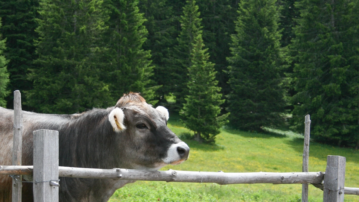 Mucca in montagna (Foto L.Gallitto)