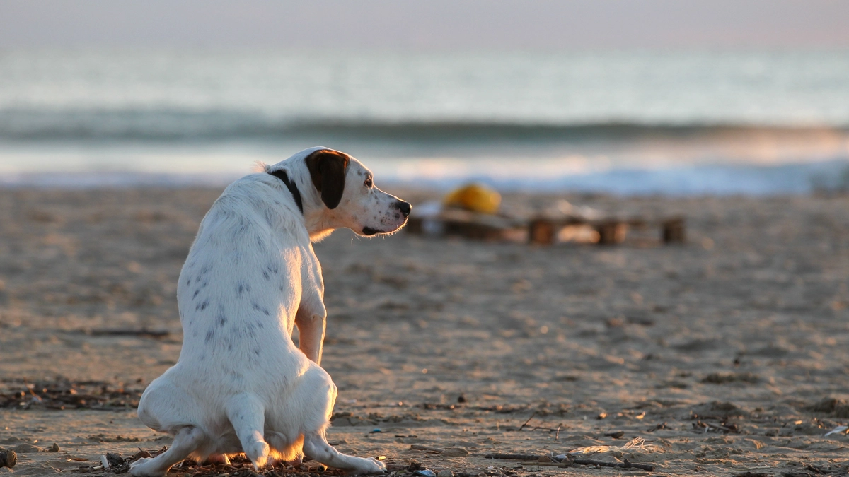 Cagnolina fa pipì in spiaggia (Foto L.Gallitto)
