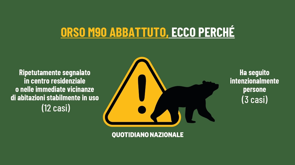 Il Trentino ha abbattuto l'orso M90