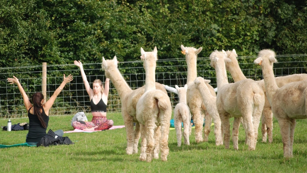 Lezioni di yoga in compagnia degli alpaca - Foto: facebook/rosebudalpacas