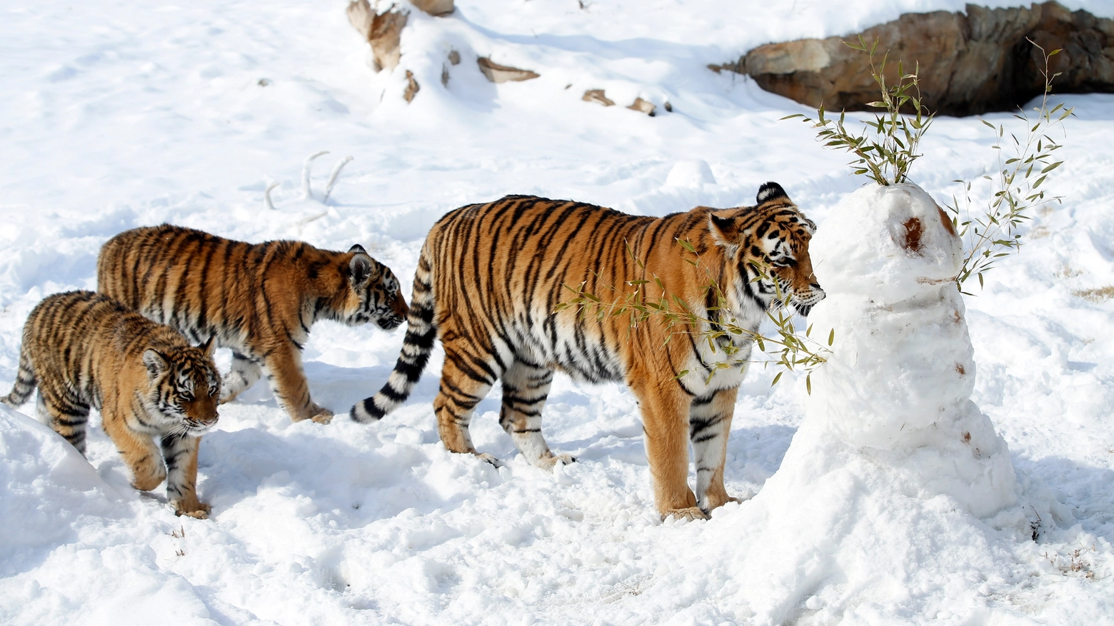 Tigri dell'Amur (Foto AP)