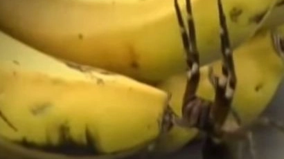 Phoneutria nigriventer, "ragno delle banane" (da youtube)