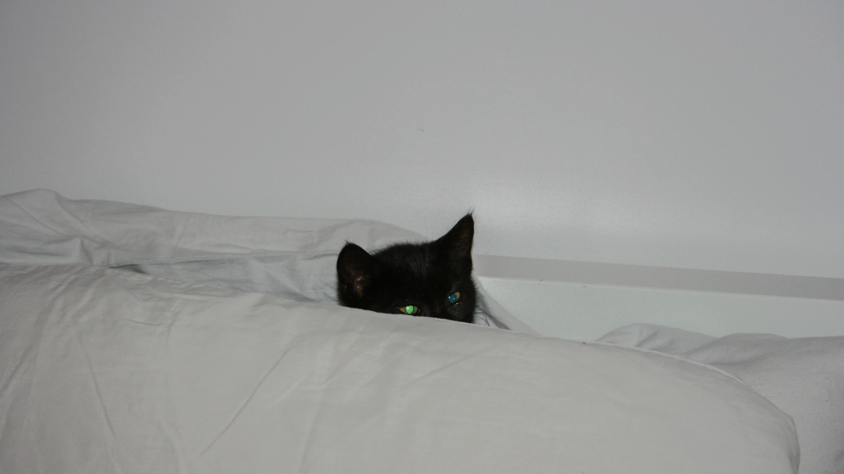 Testolina di gatto nero in una foto L.Gallitto