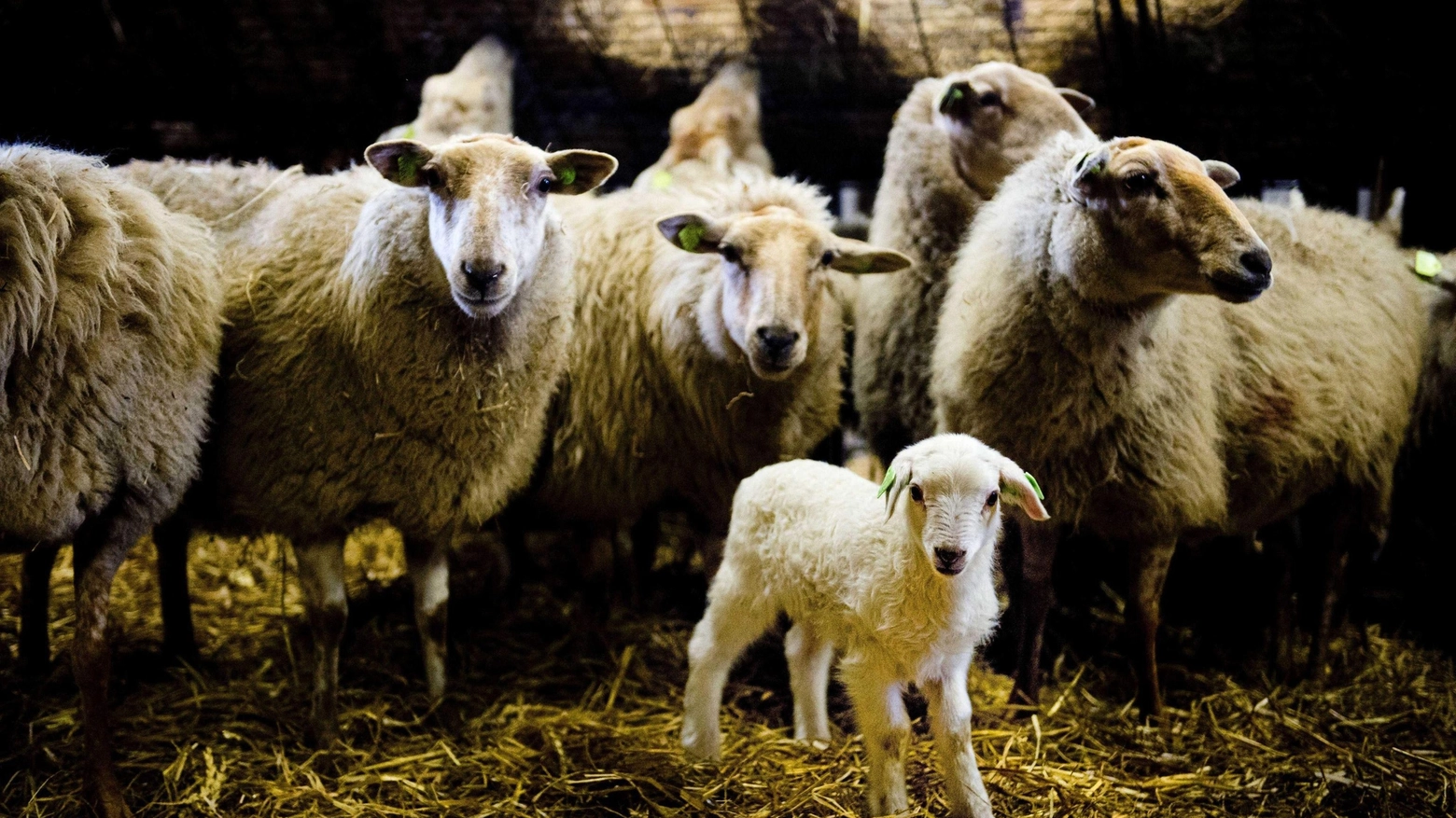 Pecore in una foto Ansa