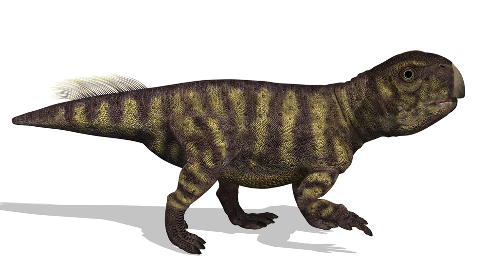 Una ricostruzione dello Psittacosaurus, il dinosauro di cui è stato studiato il sedere