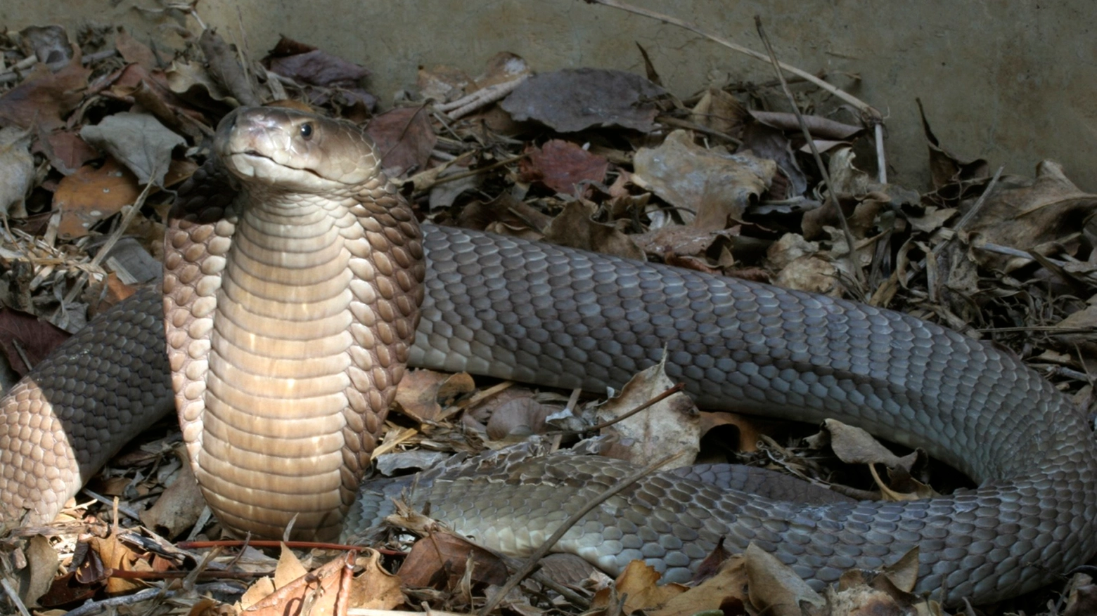 Un cobra (Reuters)