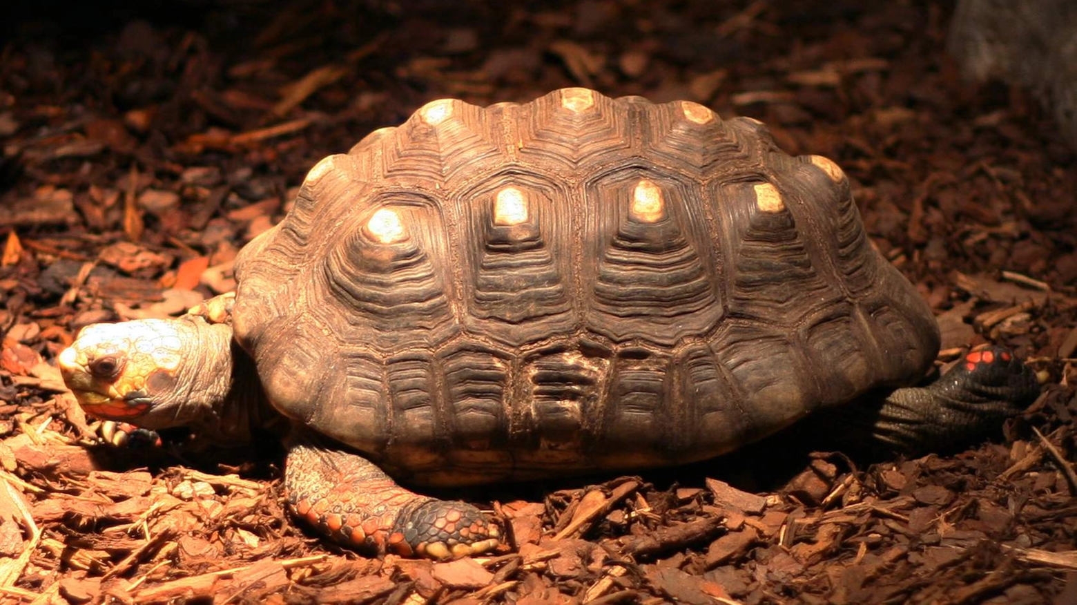 Una tartaruga dalle zampe rosse (Wikipedia, fonte Davepape)