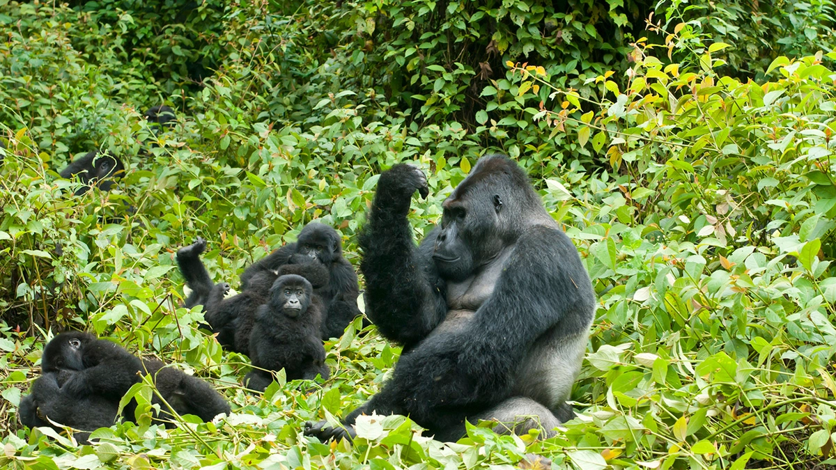 Papà gorilla (Foto: guenterguni/iStock)