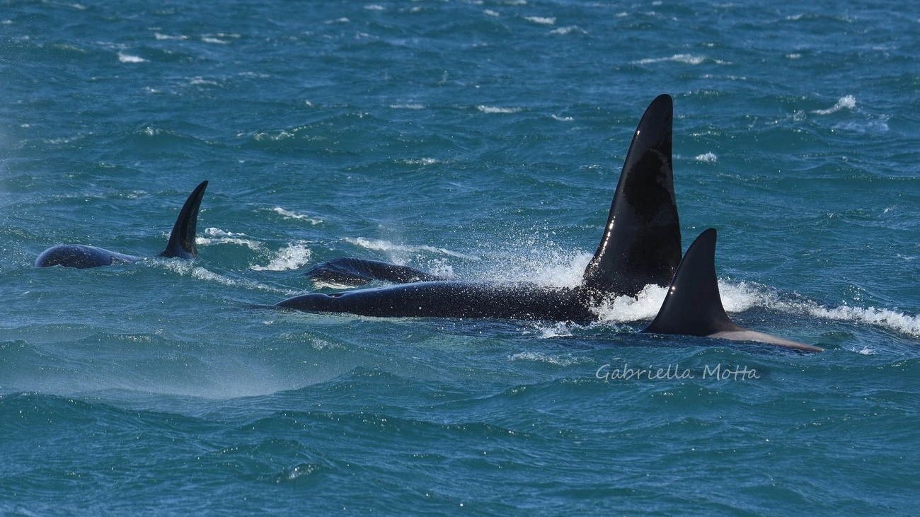 Le orche davanti al porto di Genova (Foto Gabriella Motta)