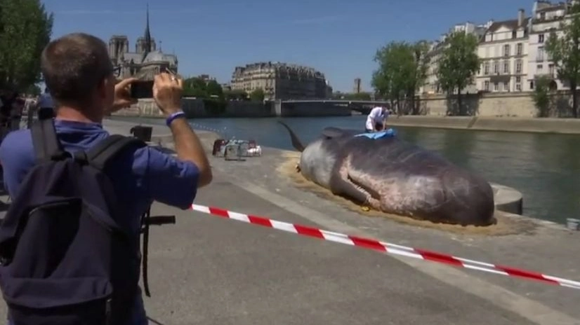 Una balena a Parigi (Ansa)